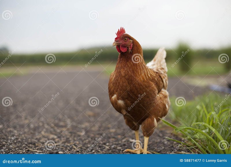 Descubre las emocionantes historias detrás del famoso juego de azar de la, chicken road españa